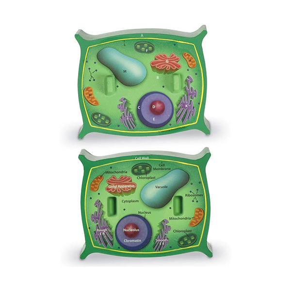 Modelo célula vegetal de sección transversal