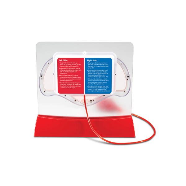 Modelo flujo sanguíneo: El corazón