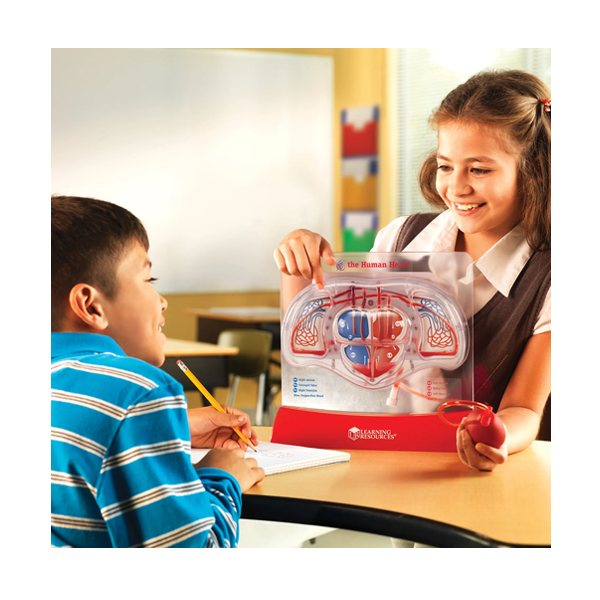 Modelo flujo sanguíneo: El corazón