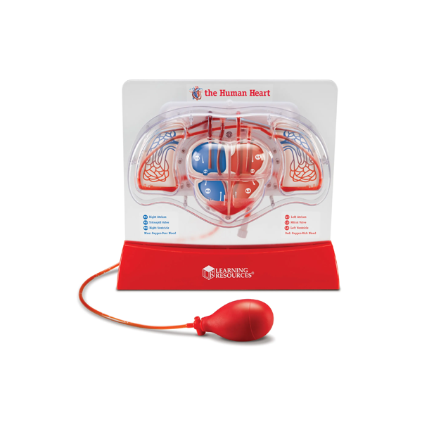 Modelo flujo sanguíneo: El corazón